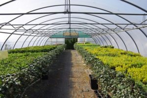 Màng nhà kính Ginegar Israel là gì và mua ở đâu thì tốt?